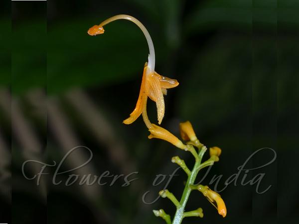 Stalkless Swan Flower